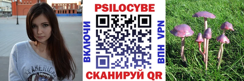 закладки Гаджиево Псилоцибиновые грибы Cubensis